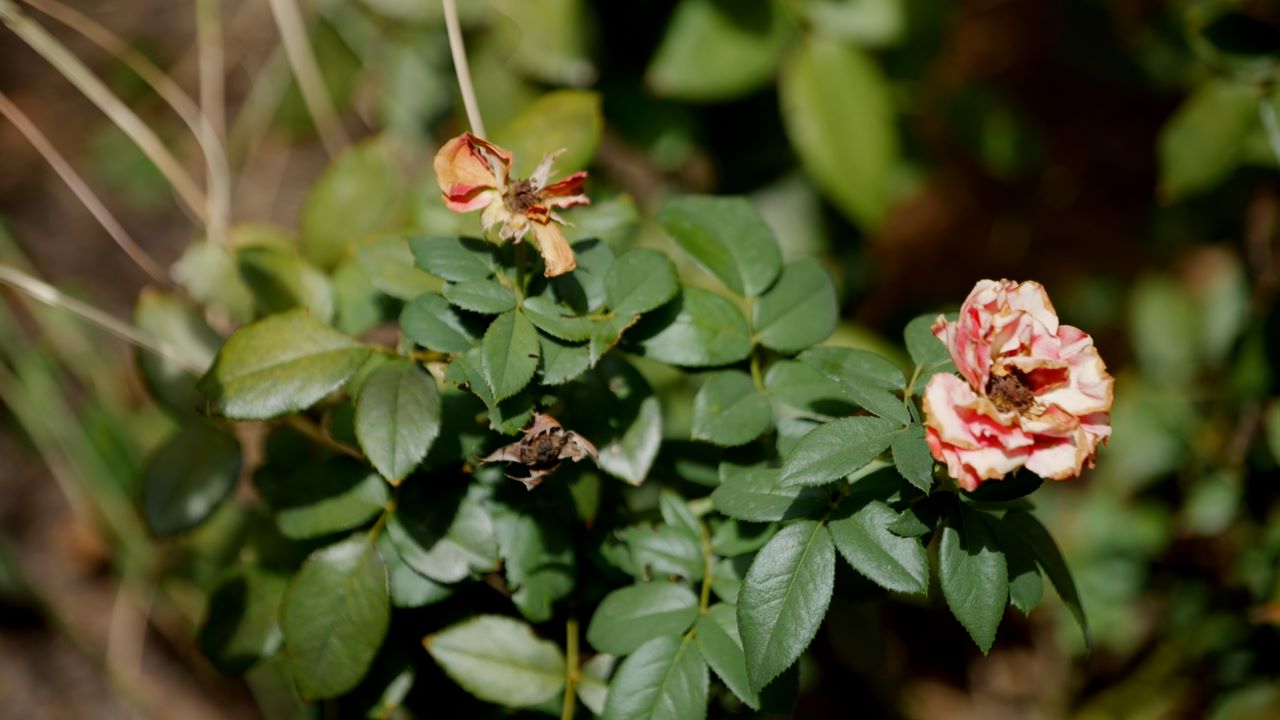 Get It Growing: Typical rose care during drought can harm the plants